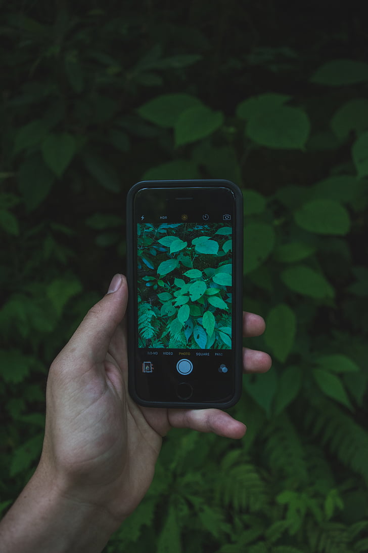 mano, iPhone, foglie, schermo, smartphone, cattura della foto, touchscreen