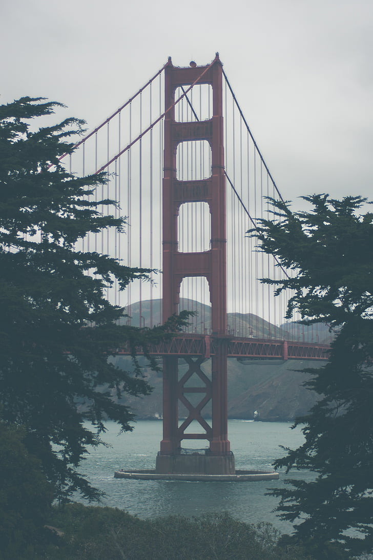 San, Francisco, Bridge, kuva, rakennus, puu, puut