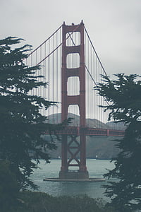 San, Francisco, Most, Foto, budova, strom, stromy