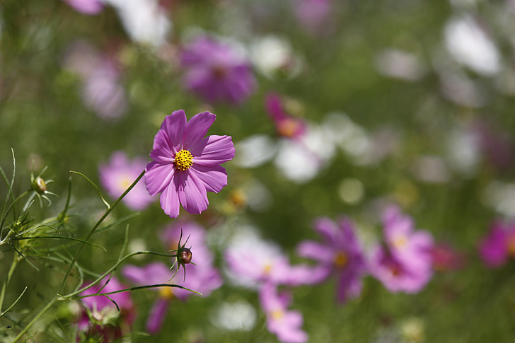 flower, blossom, summer, natural, colorful