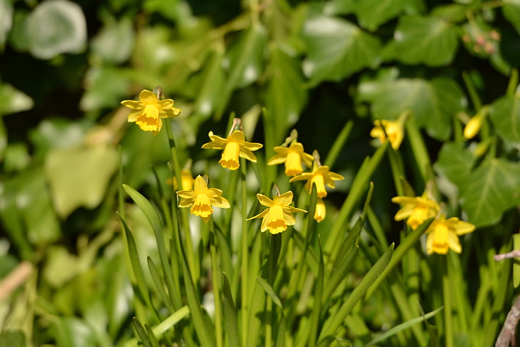 flores, Narcis, Primavera, amarelo