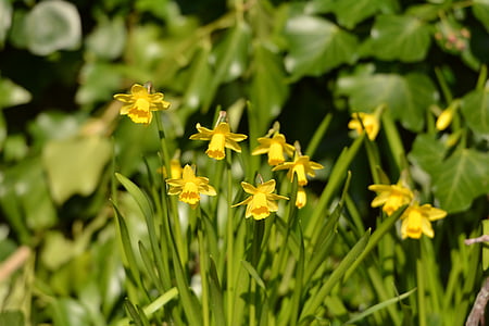 fleurs, Narcis, printemps, jaune