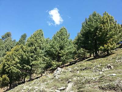 trees, pine trees, sky, rocks, cloud