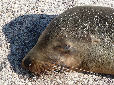 sea lion, close, sleeping, head