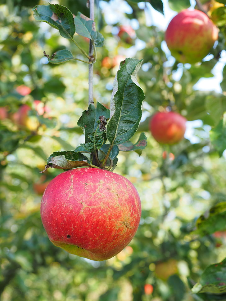 Apple, trái cây, màu đỏ, Frisch, khỏe mạnh, vitamin, Orchard