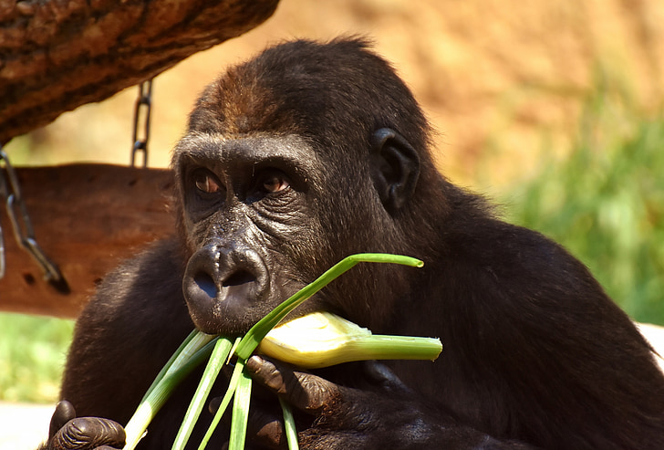 gorila, alimentação, com fome, ganancioso, engraçado, jardim zoológico, Hellabrunn