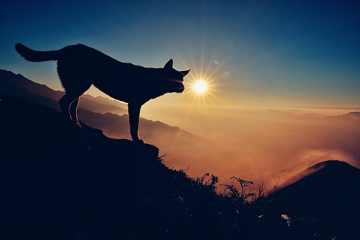 mặt trời, ánh sáng, sương mù, núi cao, phong cảnh, con chó, động vật