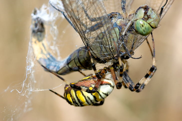 Dragonfly, Spider, Wasp-hämähäkki, verkko, taistelu, kiinni