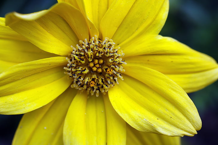 Uczep amerykański, Żółty kwiat, środek, pręciki, płatki, żółty oznacza, zbliżenie
