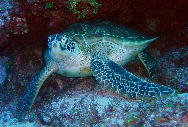 grüne Meeresschildkröte, Meer, Ozean, Wasser, Unterwasser, Leben im Meer, Makro