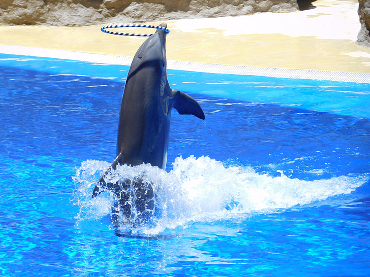 golfinhos, água, salto, Parque aquático, acrobacias, programa, diversão
