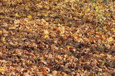 kolory jesieni, pozostawia, Spadek liści, lasu, spadek koloru, jesienią liście