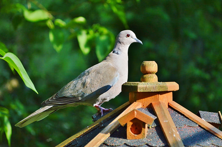 Dove, pták, s límečkem, Příroda, město Holub, drůbež, křídlo