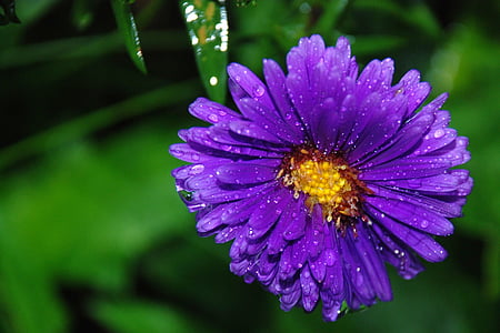 flor, flor, close-up, flora, flor, macro, natura