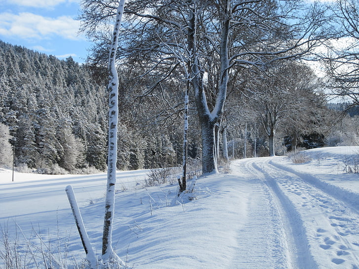 winter, snow, tree
