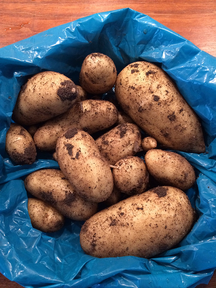 картофи, реколта, нови картофи, лято