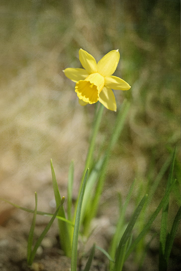 Narcissus, blomst, Blossom, Bloom, gul, gul blomst, forårsblomst