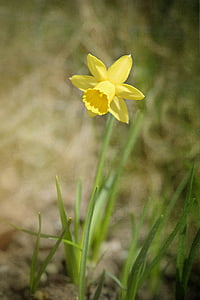 Narcizas, gėlė, žiedų, žydėti, geltona, geltona gėlė, Pavasario gėlė