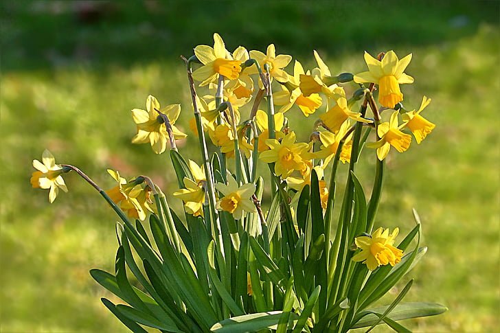 blomst, påskelilje, Narcissus, gul, våren