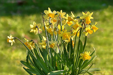 lill, nartsiss, Narcissus, kollane, kevadel