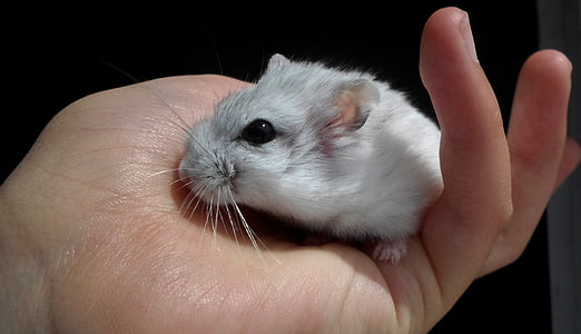 roborovszki dwarf hamster, hamster, white, pet, rodent, animal, cute