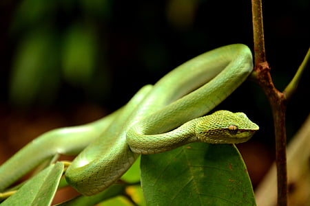 slange, Viper, rullet, natur, dyr, Borneo, Bako