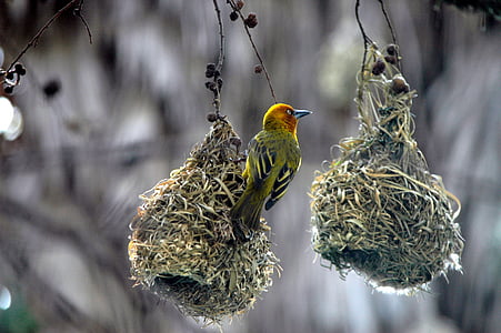 birds nests, swallow, nature, bird, animal, wildlife, beak