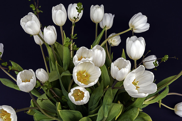 tulipán, tulipán virág, virágok, fehér, zöld, virág, természet