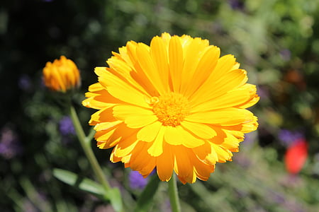 Ringelblume, Kraut, gelb, Blume, Bloom, Feld, Flora