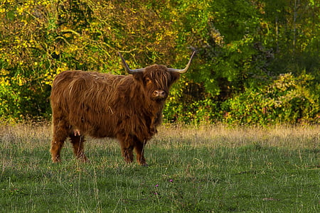 Bou Highlands, carn de boví, hochlandrind escocès, bestiar, les pastures, l'agricultura, pelatge