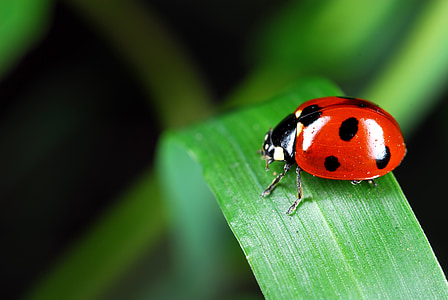 ladybug, insects, affix, macro, insect, nature, beetle
