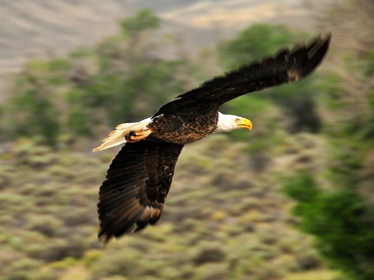 Aquila calva, Eagle, Calvo, di volo, Raptor, uccello, natura