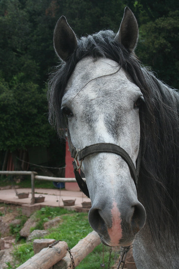 caballo, molde, Andalucía