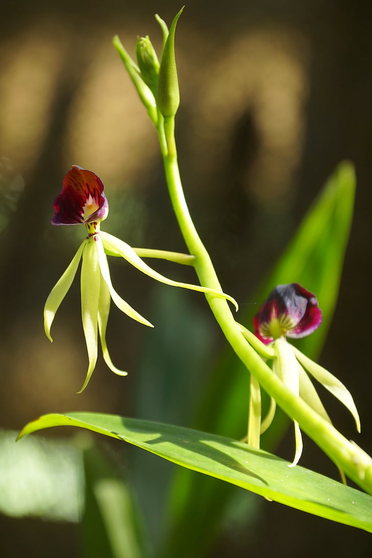 Orchid, blomst, Soroa, Cuba