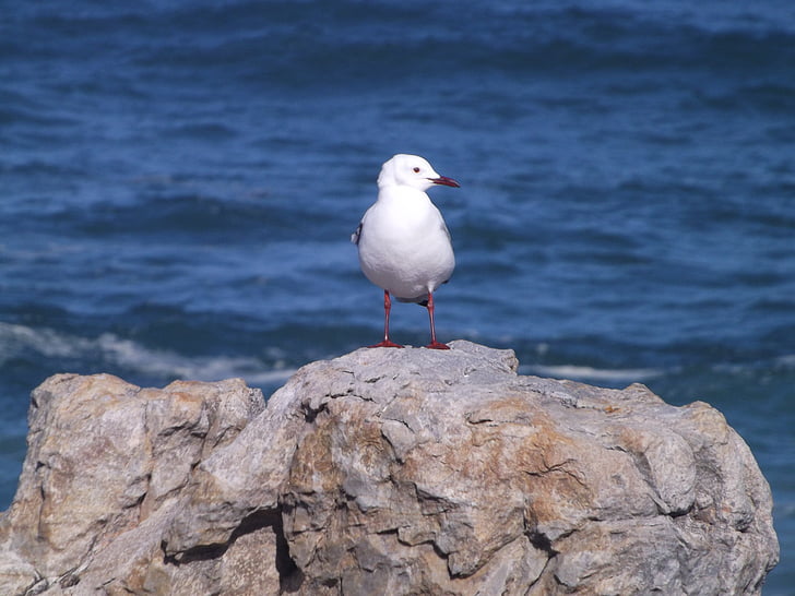 seagull, bird, rock, nature, ocean, gull, white