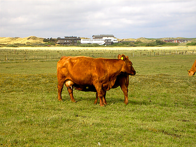 母牛, 母牛, 动物, 牧场, 肉, 草甸