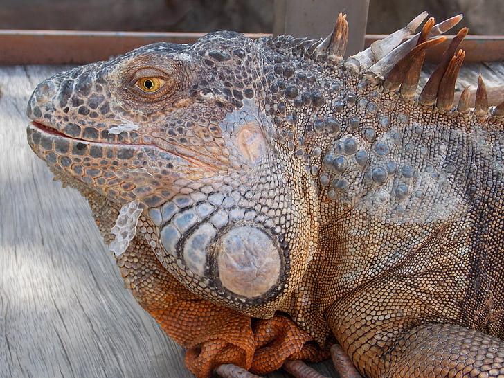 iguana, reptile, lizard