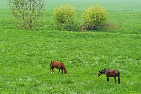 horses, horse, animals, animal, riding horses, pasture, meadow