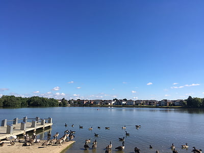 blue sky, ducks, lake, landscape, horizon