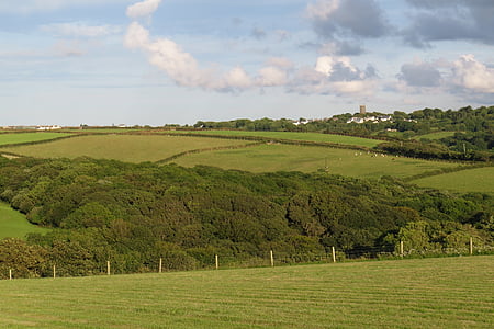 tress, landscape, village, cows