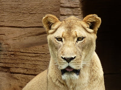 lõvi, Zoo, Predator, suur kass, Florida