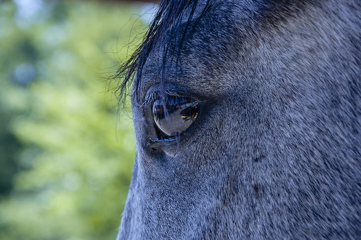 horse, equine, animal, profile, breed, reflection