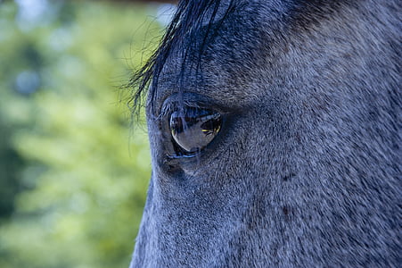 Pferd, Equine, Tier, Profil, Rasse, Reflexion