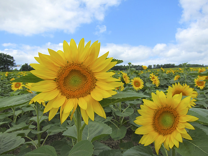 bunga matahari, bunga matahari, bidang, mekar, pertanian, langit, awan