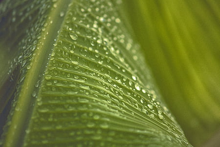 close-up, dew, green, leaf, nature, plant, waterdrops