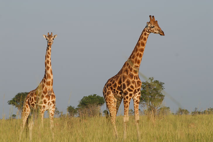 giraffes, safari, uganda, animals