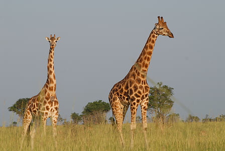 giraffer, Safari, Uganda, dyr