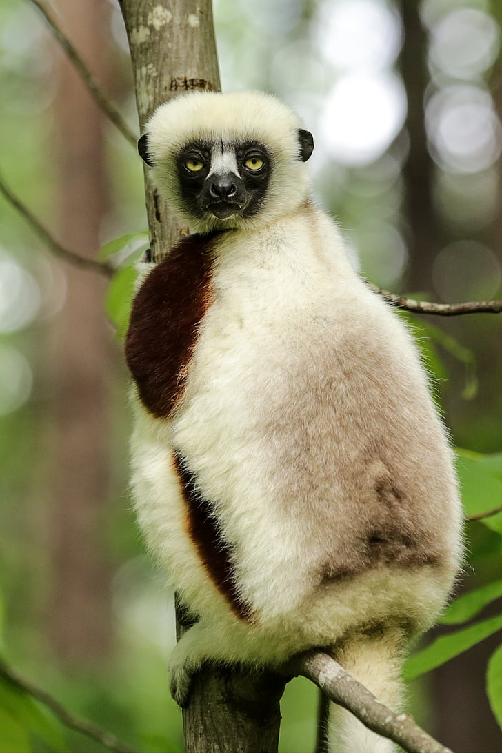 sifaka de Coquerel, Propithecus coquereli, Propithecus, Centro de Duque lemur, Durham nc, um animal, Lemur
