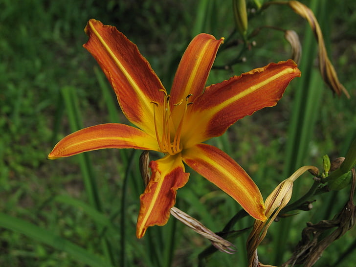 Daylily, Μεξικάνικος Ηλίανθος, Κίτρινο, πορτοκαλί, λουλούδι, Πορτοκαλί λουλούδι, πολύχρωμο