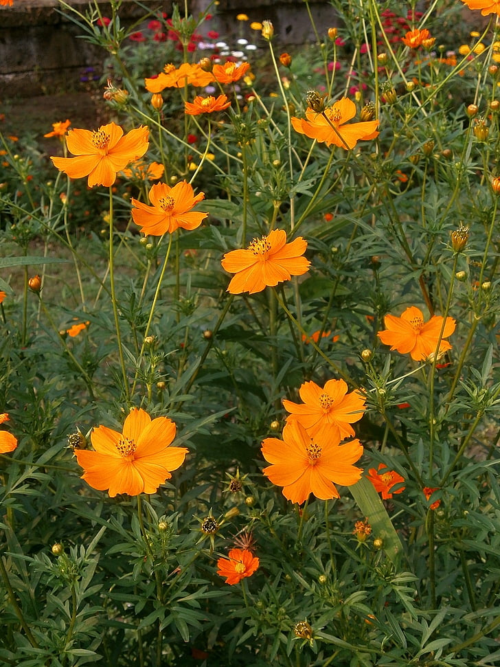 Cosmos sulphureus, Cosmos, oranssi kukka, Kesän kukat, kukkapenkissä, Luonto, kukka